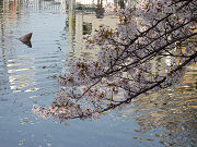 桜の枝と池写真