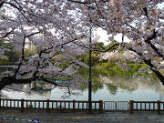 桜の木と池写真