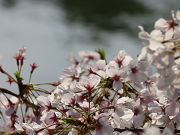 桜の花写真
