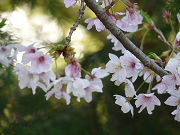 桜の枝写真