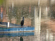 池と黒い水鳥写真