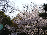 桜の木と緑の植物写真