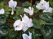 白い花写真