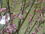 ピンクの梅の花写真