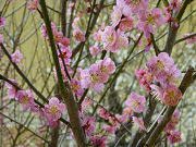 ピンクの梅の花写真