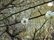白い梅の花写真