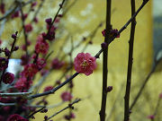 濃いピンク梅の花写真
