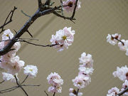 薄いピンクの梅の花写真