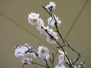 薄いピンクの可愛い梅の花写真