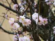薄いピンクの可愛い梅の花写真
