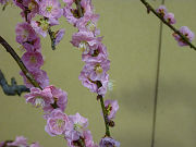 濃いピンクの梅の花写真
