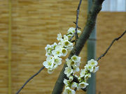 白い梅の花写真