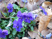 青紫のビオラ写真