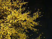 黄色く輝く夜桜写真
