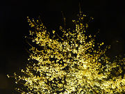 黄色く輝く夜桜写真