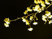 ライトの光に照らされた夜桜写真