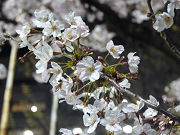 白く輝く夜桜写真