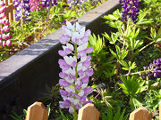 白と紫のルピナス写真