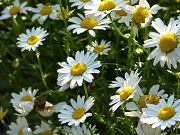白い花弁のカモミール写真