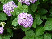紫色の紫陽花写真