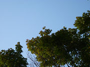 青い空と緑の木々写真