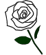 白い薔薇フリー素材