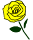 黄色の薔薇フリー素材