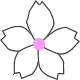 白い桜の花フリー素材