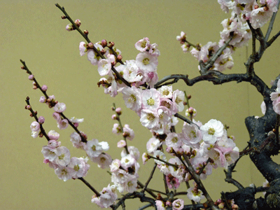 ピンクの梅の花の写真
